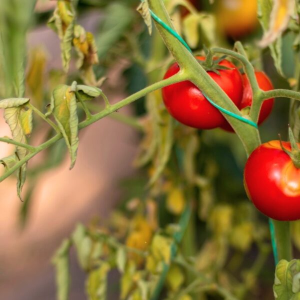 7 Razões Pelas Quais Suas Plantas de Tomate Estão Estressadas e Como Corrigir Isso