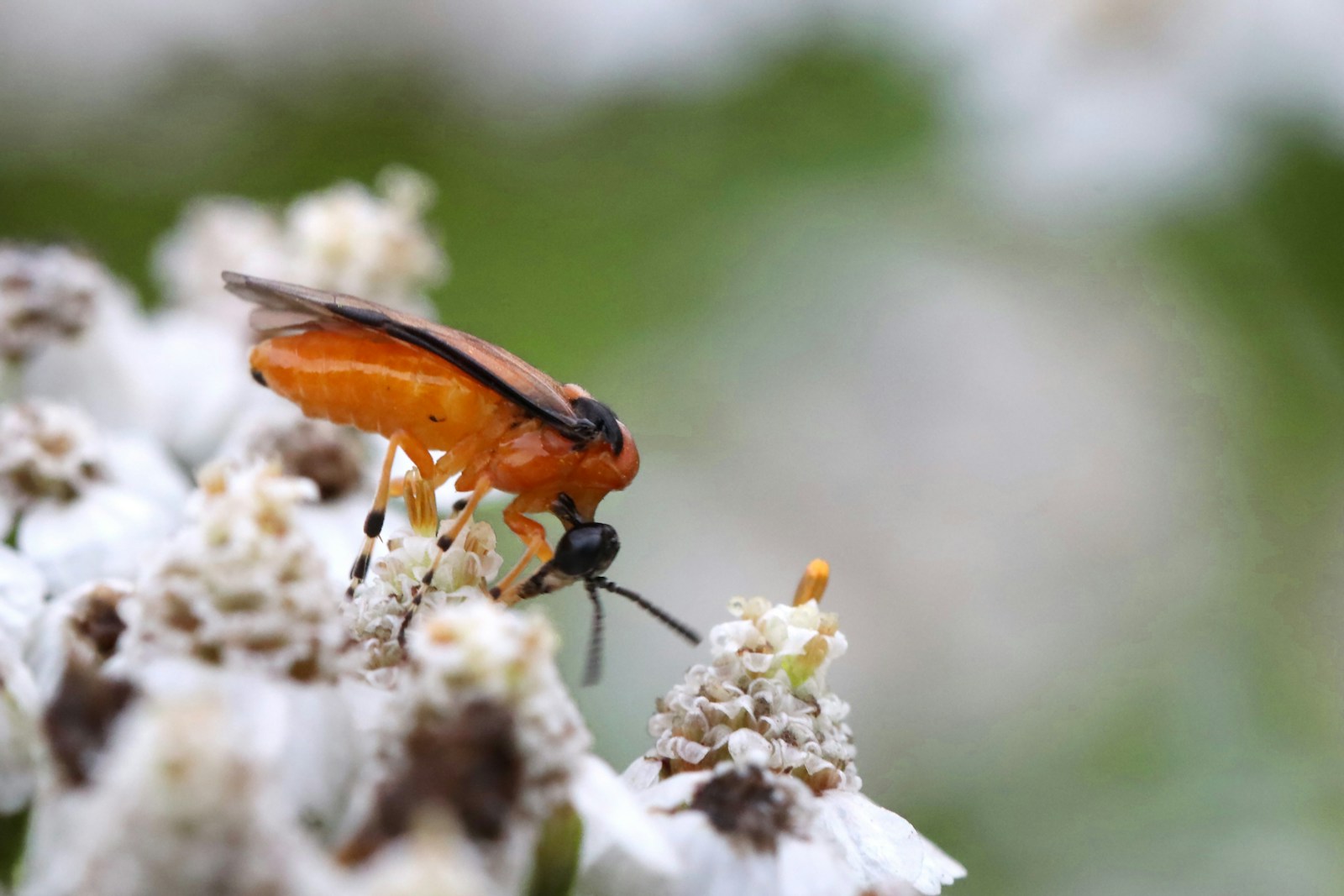 Sawfly