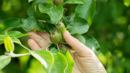 Leia mais sobre o artigo 5 Razões para Desbastar suas Árvores Frutíferas na Primavera