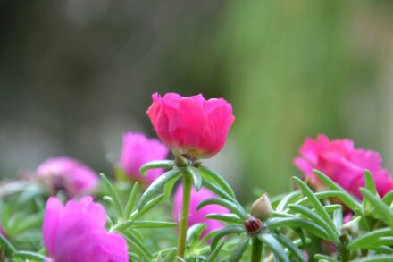 Purslane