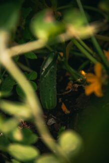 cucumber