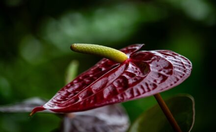 Anthurium scherzerianum