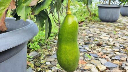 Leia mais sobre o artigo Como Plantar, Cultivar e Cuidar de Abacateiros em Vasos e Recipientes