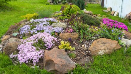 Leia mais sobre o artigo 17 Plantas Indestrutíveis para o Seu Jardim de Pedras