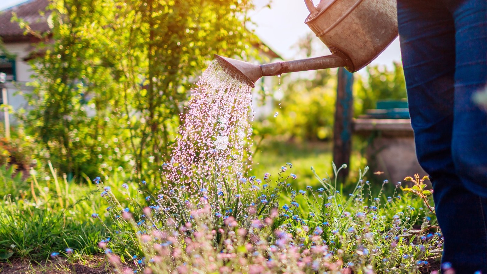 9 Tarefas para Fazer em Junho para um Jardim de Verão Próspero