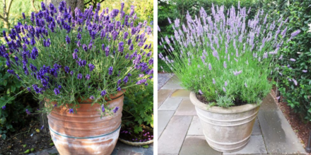 Leia mais sobre o artigo Por Que Você Deve Colocar uma Planta de Lavanda na Entrada da Sua Casa
