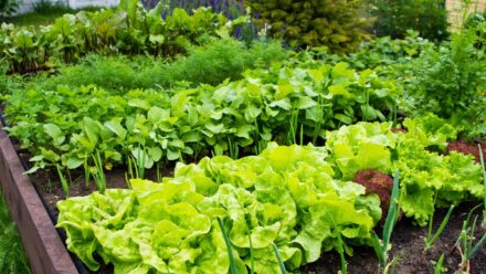Leia mais sobre o artigo Não Plante Estas 13 Plantas de Jardim em Julho