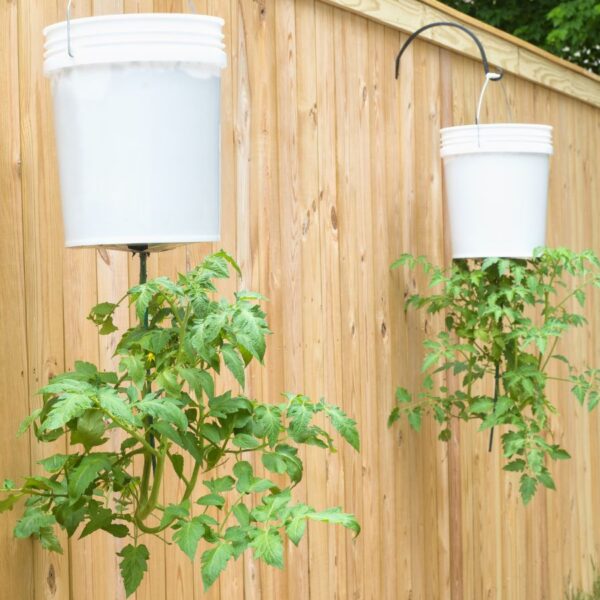 Truque Surpreendente para Cultivar Tomates que Previne Pragas e Doenças
