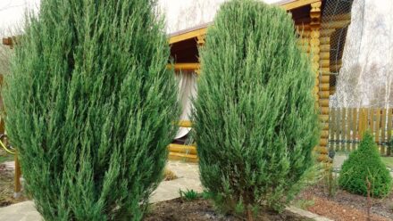 Leia mais sobre o artigo Como Plantar, Cultivar e Cuidar do Junípero das Montanhas Rochosas