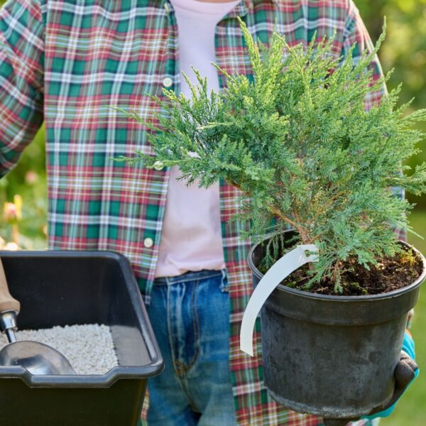 7 Plantas que Precisam de um Reforço de Fertilizante em Agosto