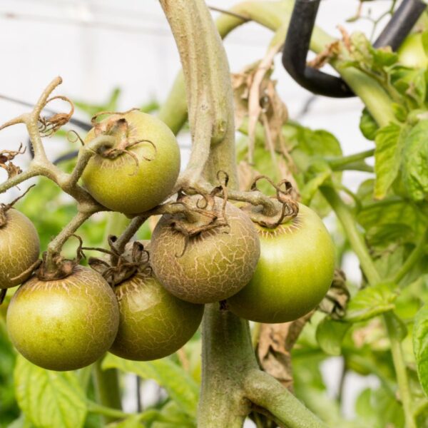 A Praga do Tomate que Ataca no Final do Verão: Como Lidar com Ela