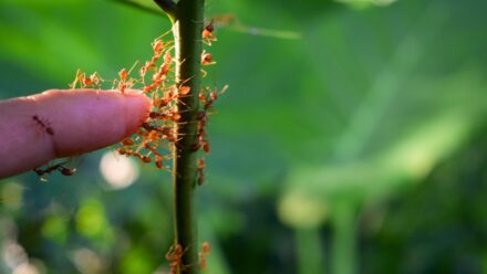 Leia mais sobre o artigo Como Eliminar Formigas no Jardim