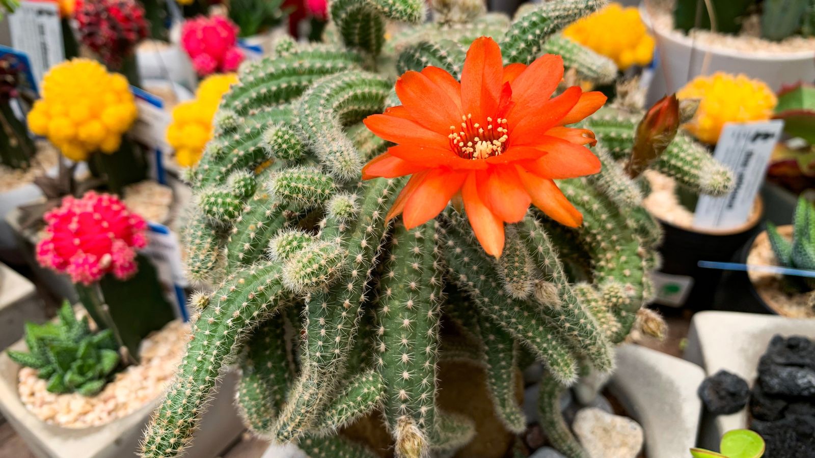 Como Plantar, Cultivar e Cuidar do Cacto Amendoim