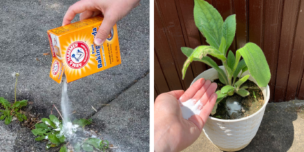 Leia mais sobre o artigo As Plantas Que Prosperam Nela (e Como Usá-la)