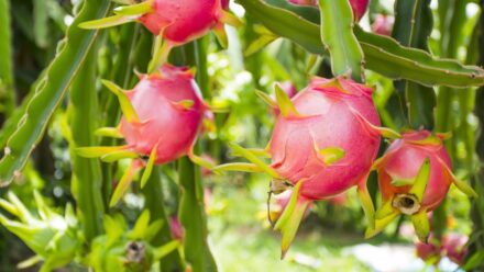 Leia mais sobre o artigo Como Saber se o Seu Pitaya Está Madura e Pronta para Colher