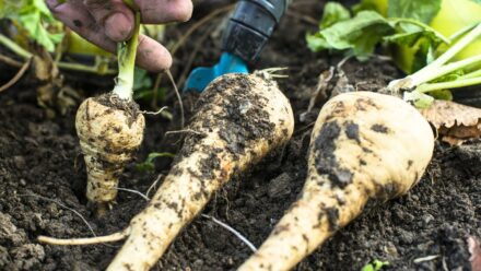 Leia mais sobre o artigo Como Cultivar Pastinacas a Partir de Sementes