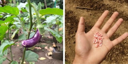 Leia mais sobre o artigo 12 Sementes de Vegetais que Você Deve Guardar em Setembro para o Jardim do Próximo Ano