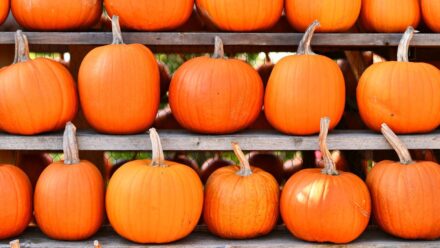 Leia mais sobre o artigo Como Armazenar Abóboras para Durarem Até o Halloween