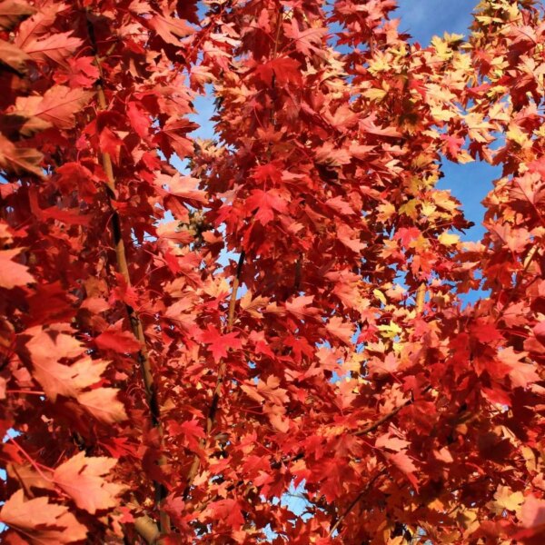 Como Plantar, Cultivar e Cuidar das Árvores de Bordo ‘Autumn Blaze®’ em Português