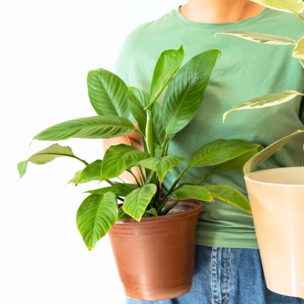 Não Cometa Esses 7 Erros ao Trazer Plantas para Dentro de Casa na Temporada
