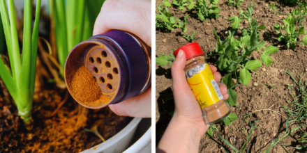 Leia mais sobre o artigo Quais Plantas Adoram e Como Aplicar da Maneira Certa