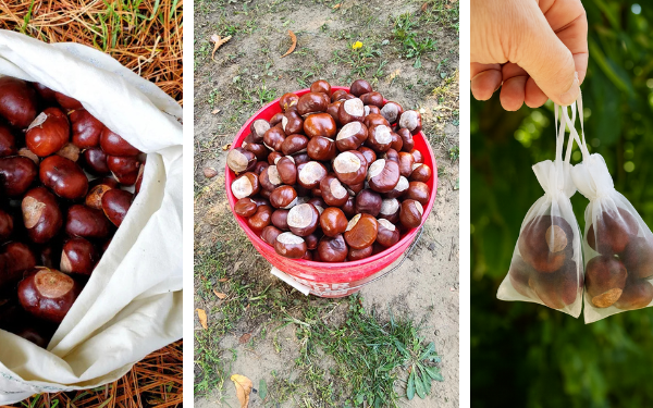 Por Que Você Deve Pendurar um Saco de Castanhas Selvagens em Sua Casa Neste Outono