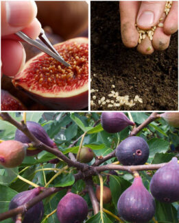 Leia mais sobre o artigo Cultivando Figos a Partir de Sementes em Vaso – Dr. Jardim