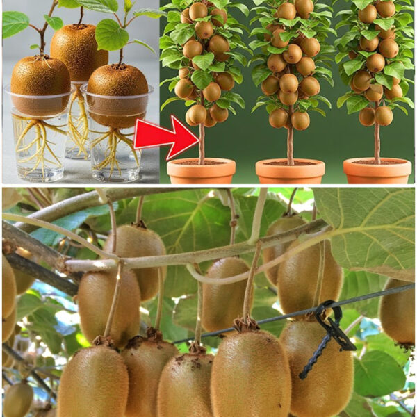 Como Plantar Kiwi em Vaso – Passo a Passo (mais fácil do que você imagina) – Dr. Jardim