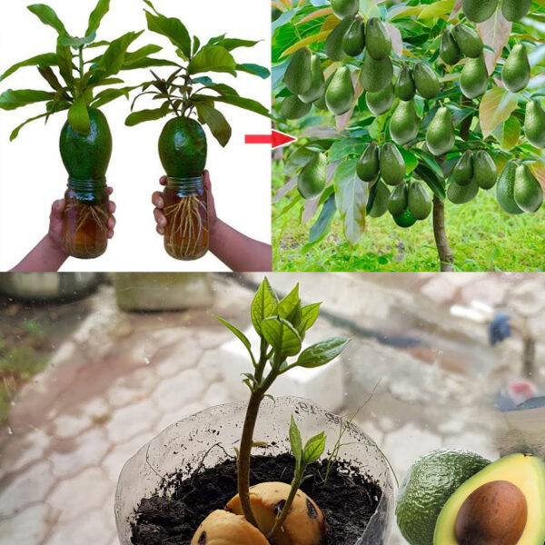 7 Segredos para Cultivar Abacates e Obter Grandes Colheitas Rápidas – Dr. Jardim