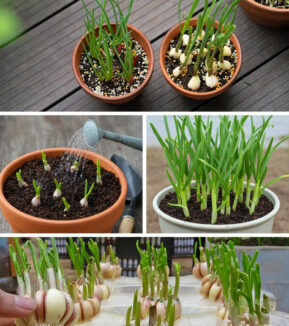 Leia mais sobre o artigo Você Nunca Mais Precisará Comprar Alho Depois de Aprender Esta Simples Técnica de Cultivo em Vaso