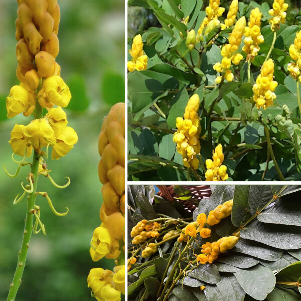 Os Poderosos Benefícios Medicinais e Usos de Senna alata – Dr. Jardim