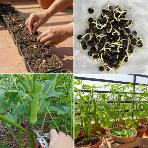 Como Cultivar Quiabo Natural na Varanda – Do Plantio à Colheita – Passo a Passo