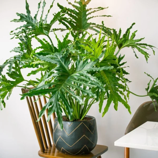 Como Cultivar Filodendro de Folha Dividida em Vasos e Recipientes