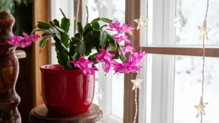 Leia mais sobre o artigo O Truque de Iluminação que Fará seu Cacto-de-Ação-de-Graças Florescer