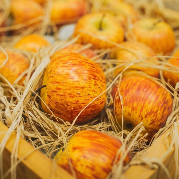 Dicas para Colheita de Maçãs no Outono e Armazenamento no Inverno