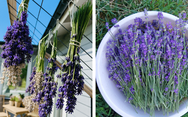 Aqui Está o Motivo para Pendurar Ramos de Lavanda no Seu Jardim