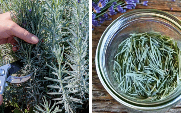 Espalhe Lavanda Seca no Jardim – 5 Benefícios Naturais para Polinizadores e Pragas
