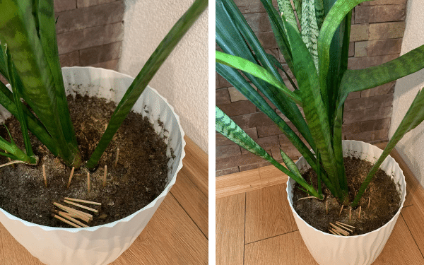 Espalhar Palitos de Fósforo no Solo – 5 Razões Pelas Quais Jardineiros Confiam Neste Truque Antigo