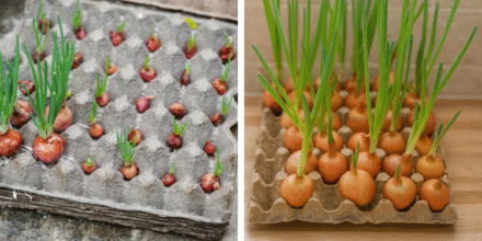 Leia mais sobre o artigo Como Plantar Cebolas em Cartelas de Ovos de Papelão: Um Método Genial para Iniciantes