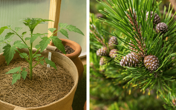 Espalhe Agulhas de Pinheiro ao Redor das Plantas – 5 Razões Pelas Quais Elas São Melhores que a Palha