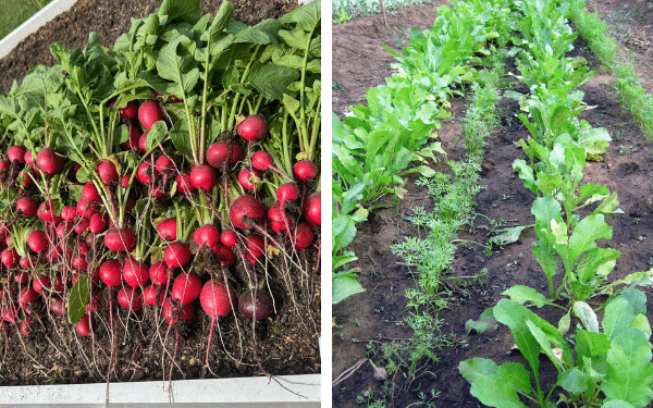 O Truque de Plantio Companheiro que Economiza Espaço