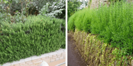 Leia mais sobre o artigo Coloque Alecrim ao Redor da Sua Cerca – A Razão Tem Raízes em Velhas Tradições