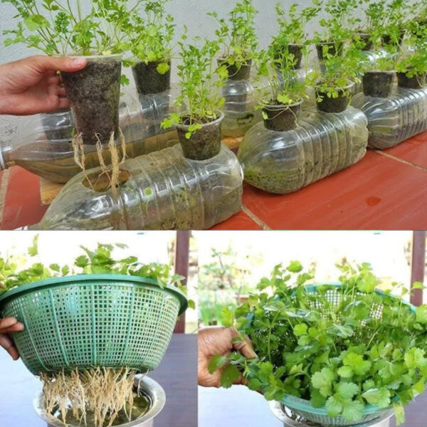 Como Replantar Coentro em Casa Usando Apenas Água – Dr. Jardim