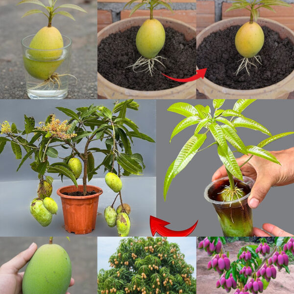 Acelerando a Produção de Manga por Meio da Enxertia: Um Guia para Iniciantes – Dr. Jardim