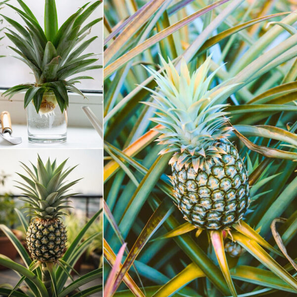 Cultivando abacaxi em casa com coroas para obter frutas grandes e doces – Dr. Jardim