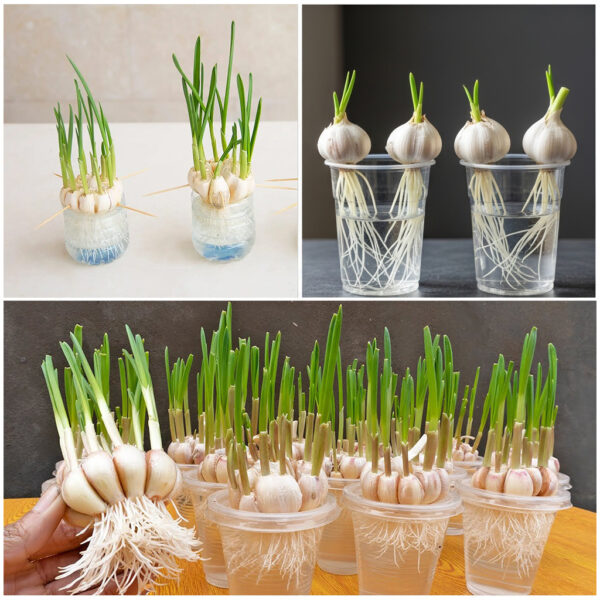 Como Cultivar Alho em Copos Plásticos Usando Apenas Água – Rápido, Simples e Surpreendentemente Produtivo