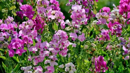 Leia mais sobre o artigo 9 Sementes de Flores para Plantar em Dezembro