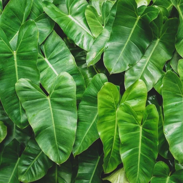 Criando uma Parede de Filodendros: Técnicas de Cultivo Vertical