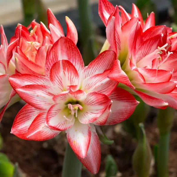 7 Variedades de Amarílis Perfumadas para Sua Casa