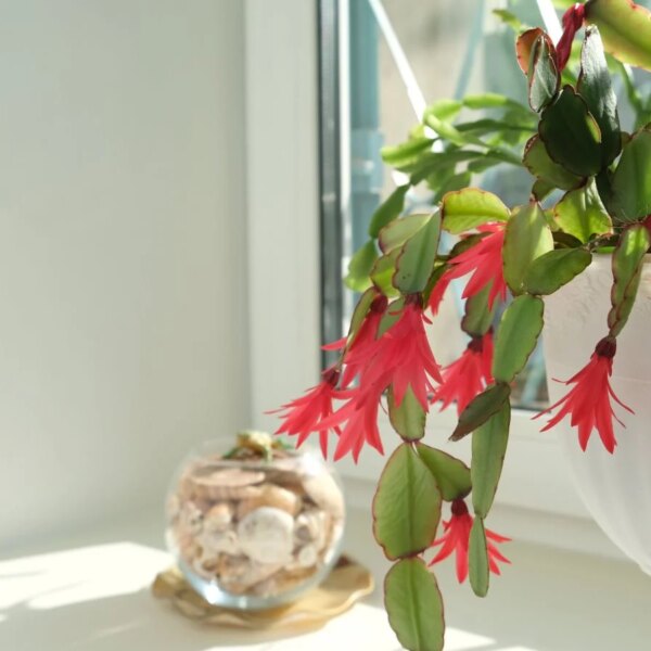 5 Soluções de Umidade para um Cacto de Natal Saudável